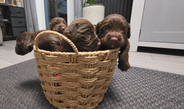 KC REG WORKING COCKER SPANIELS