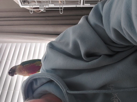 Green cheek conure