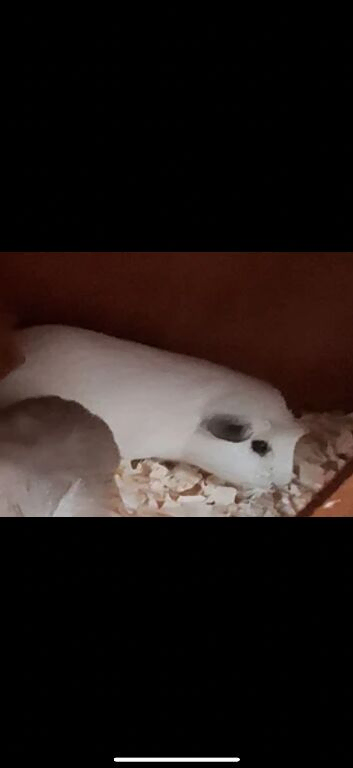 male guinea pig