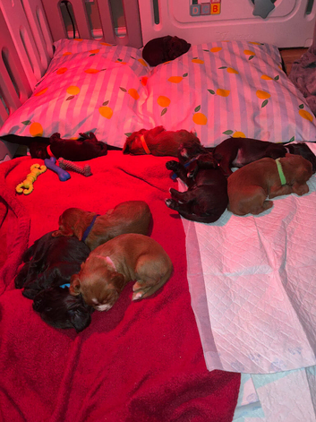 Kc registered working cocker spaniel puppies