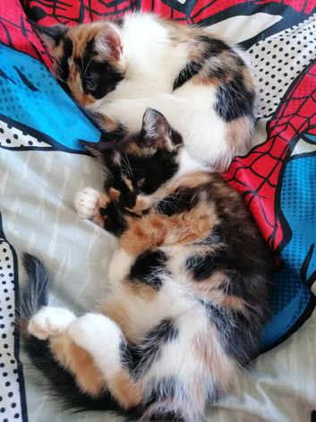 Ready for new homes now  Calico tabby ginger male and female kittens