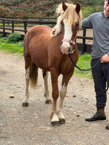 Future driven show Colt... The eye catcher