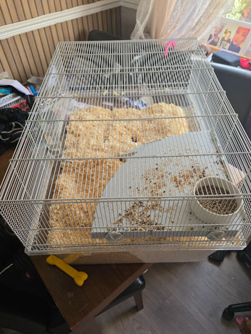 2 x Gerbils