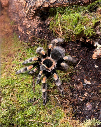 Female Mexican Red Knee Tarantula
