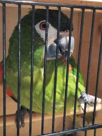 Macaw