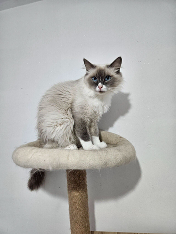 Tica Ragdoll Girl HCM and PKD Certyficate