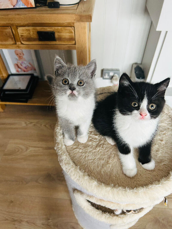 BSH KITTENS READY NOW 1 Male 1 Female