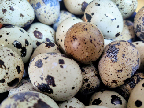 12 jumbo coturnix quail hatching eggs available