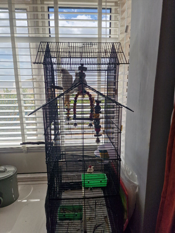 2 cockatiels for sale gorleston pick up only as cage included