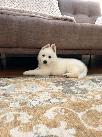 White Swiss Shepherd puppies