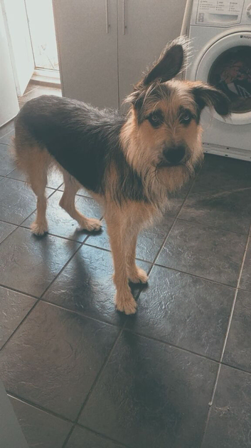Mimi German shepherd cross
