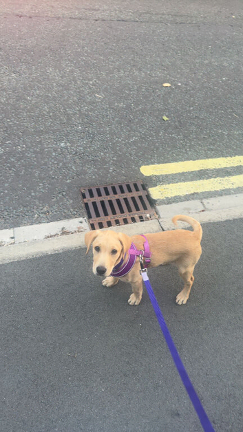 Yellow Labrador