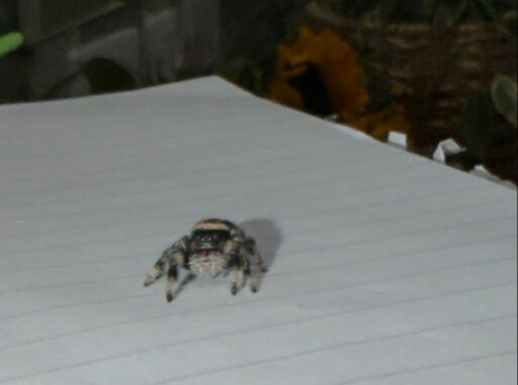 i8 female bahamas jumping spider ( only two left )