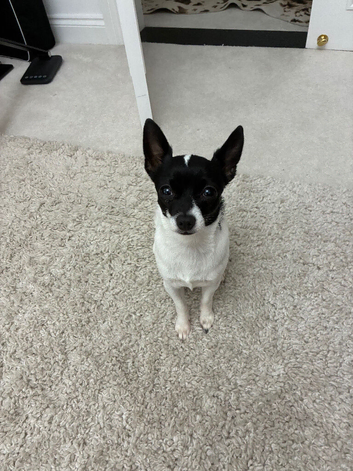 Bruno cute little boy