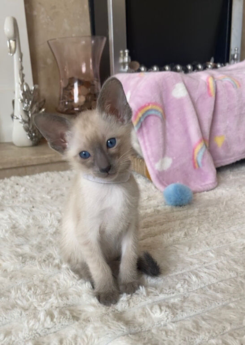 Full Siamese blue and lilac points