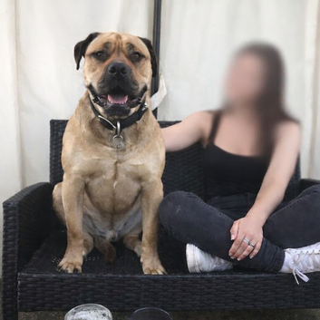 Mastiff x Labrador