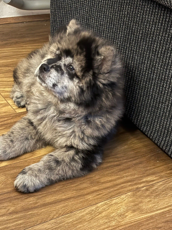 blue merle male