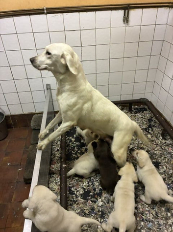 Beautiful pedigree labrador puppies