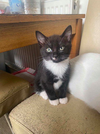 5 kittens for sale