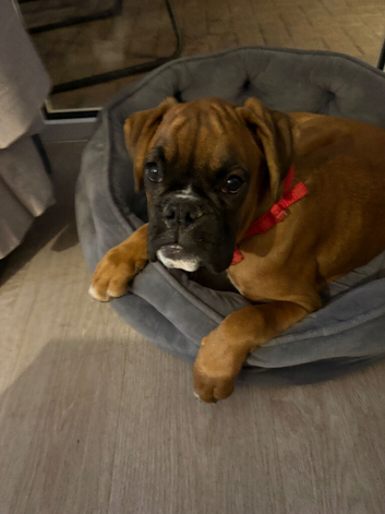 Boxer