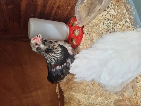 Male faverolle chicken