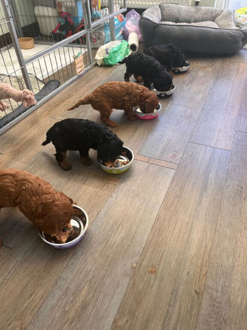 Cavapoo Puppies Shaped by Love, Ready for a New Family