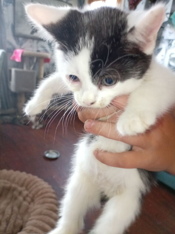 Two female kittens 10 weeks old looking for their forever home