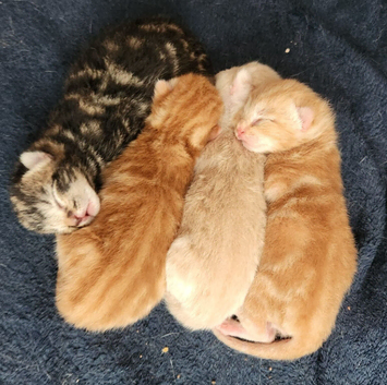 4 male Kittens