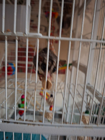 2 brother sugar gliders