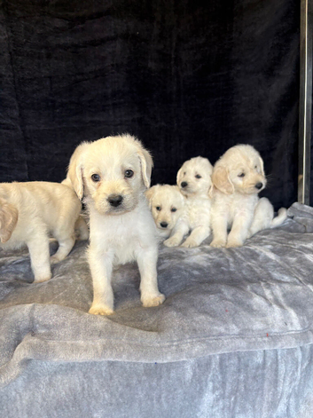 Beautiful labradoodle from a council licensed breeder