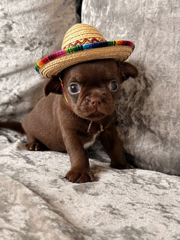 Dark chocolate little smoothcoat male