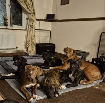 Cane corso puppies