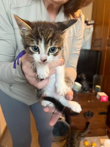 Kittens for sale