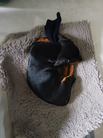 Dachshund 14 weeks old