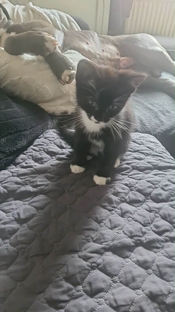 Female kitten for sale