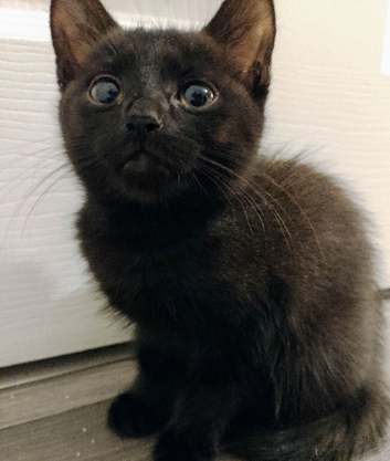 Female Kitten