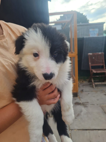 Beautiful border collie