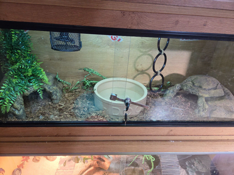 3 year old ball python girl and setup