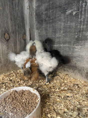 Chicks