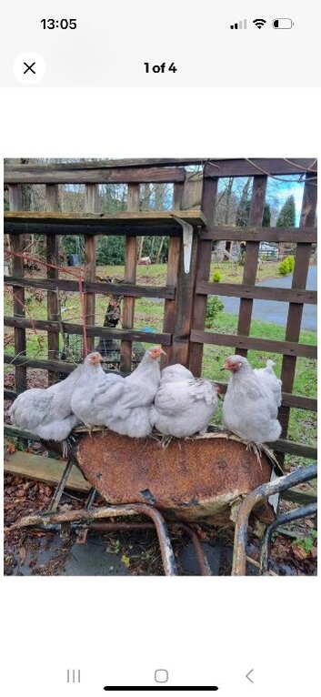 Lavender Peking bantam hatching eggs available