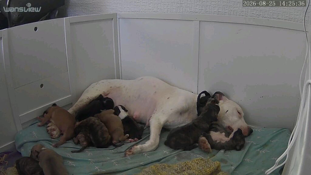 Beautiful staffy