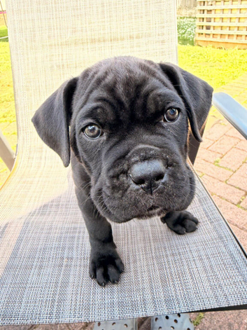 Cane Corso puppies for sale