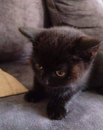 2 kittens
