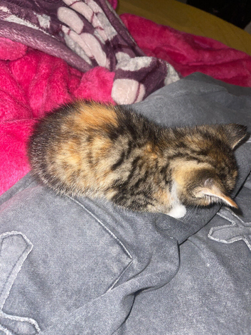 1 female kitten tortoiseshell tabby