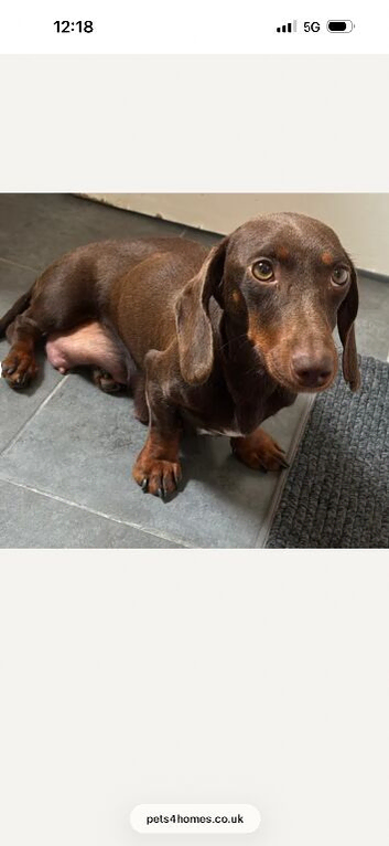 Adorable mini dachshund puppies