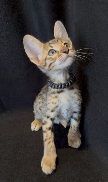 Tica Registered Purebred Savannah kittens