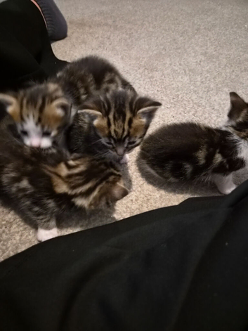 Gorgeous kittens for sale