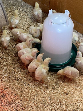Ross Cobb Chicks as hatched available from day old