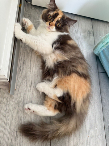 Pedigree British Longhair chocolate tortie girl .TICA registered️ Ready now