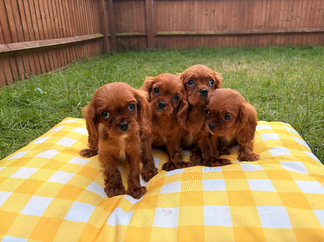 Cavalier King Charles